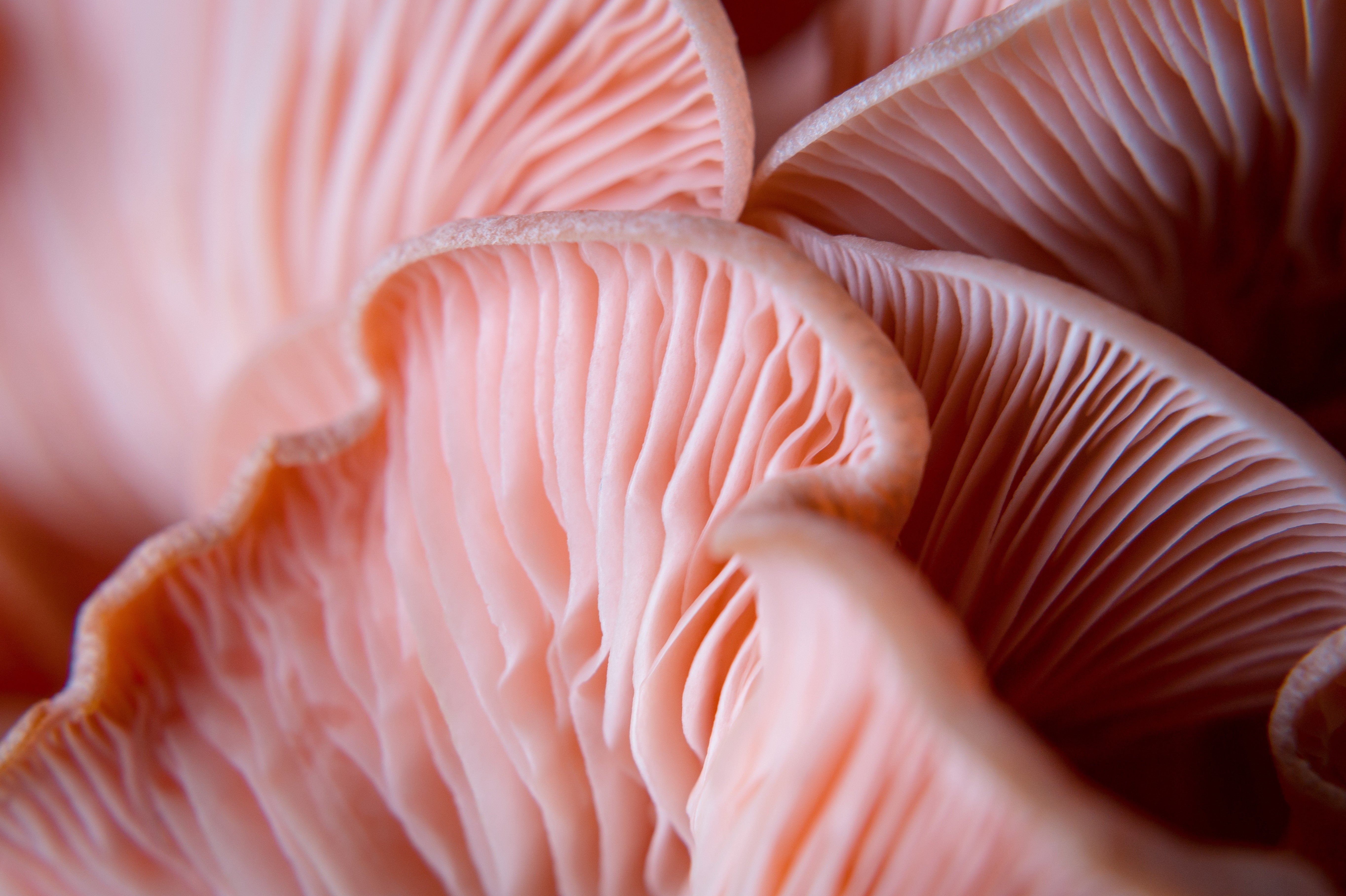 The World’s Healthiest Mushrooms for Stress Resilience, Immune Support, & More