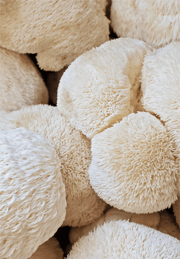 Lion's Mane